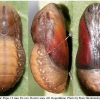 lycaena dispar pupa rostov